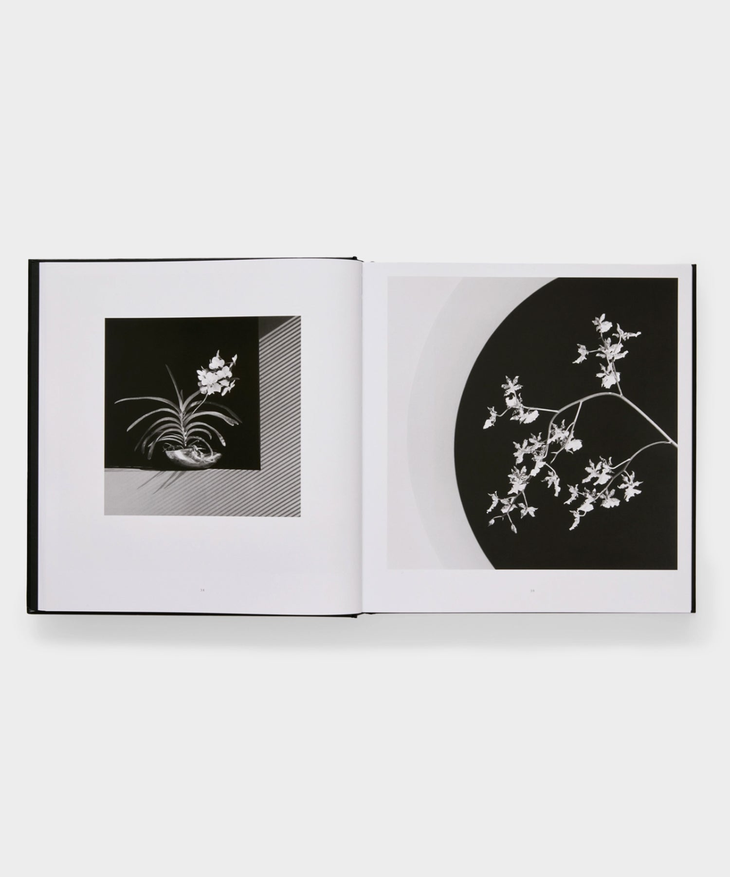 Phaidon Mapplethorpe Flora: The Complete Flowers Book - Image 3